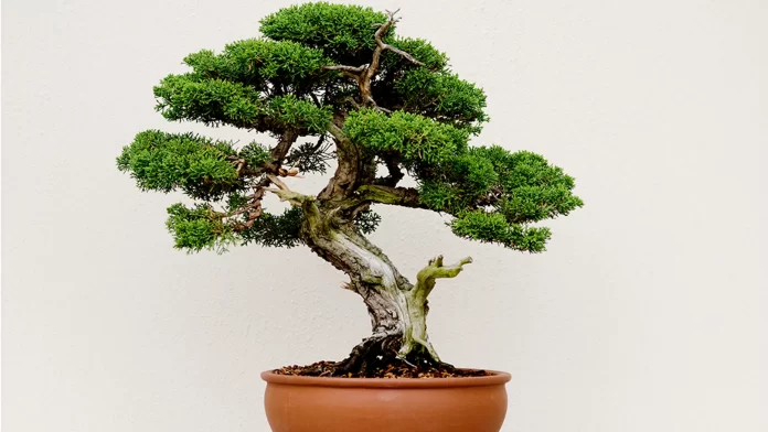 Guide To Buy Bonsai Tree Online