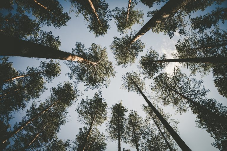 The Secret Language of Trees: How Trees Share Information with Each Other