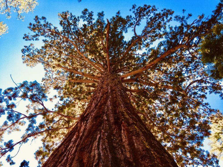 A Digital Animation Explores the Height of Trees From a 3-Inch Bonsai to a 300-Foot Sequoia