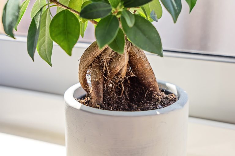 The Elegant Art Form of the Bonsai Tree and Bonsai Societies