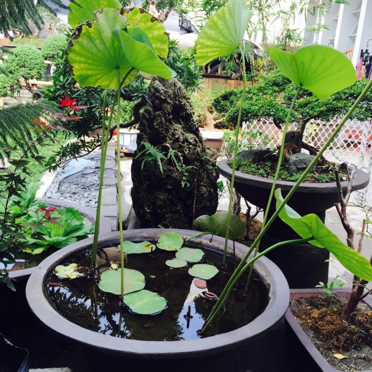 Bonsai LED Matrix Has Chaotic Roots