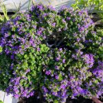 Expand An Indoor Bonsai