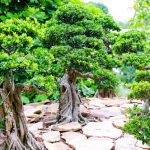 Expand An Indoor Bonsai