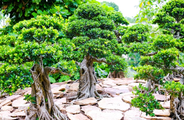 Expand An Indoor Bonsai
