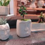 Expand An Indoor Bonsai
