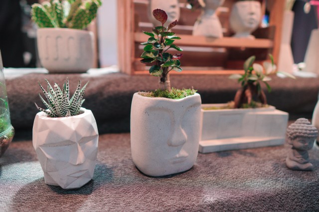 How to Expand An Indoor Bonsai?
