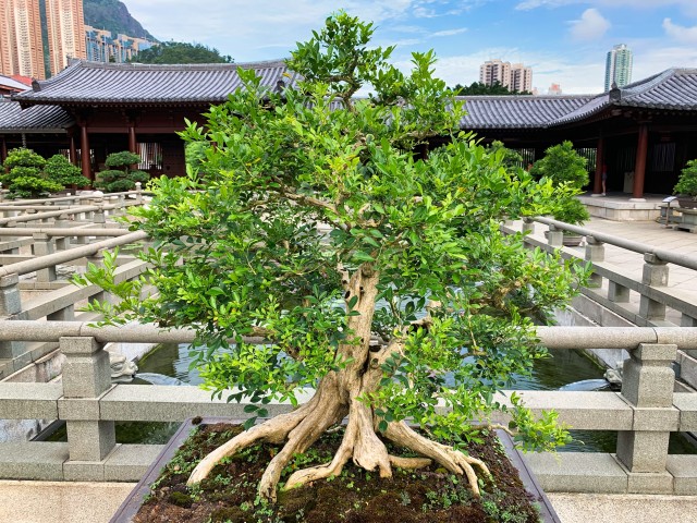 Suitable Bonsai Tree