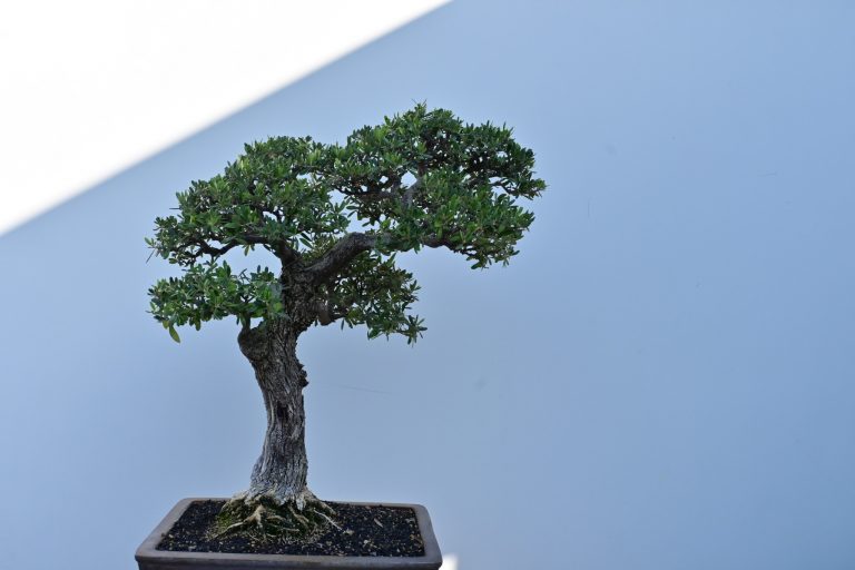 Successfully Perform Bonsai Tree Trimming?