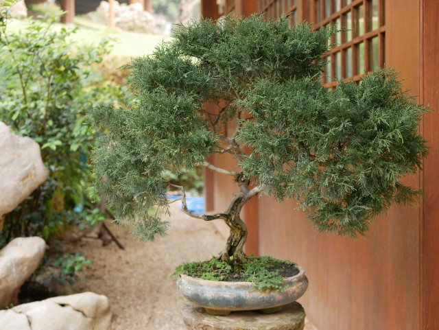 History and Origin of the Art of Bonsai