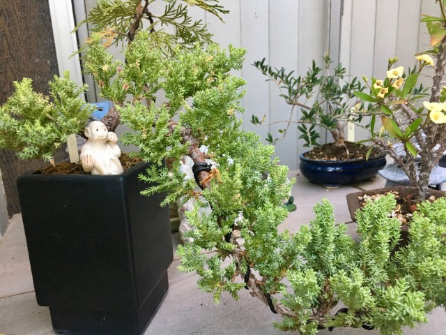 Pruning Techniques for Creating the Perfect Bonsai Shape