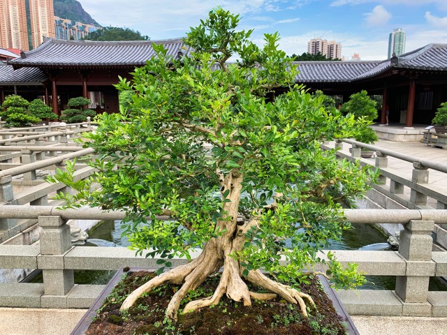 How to Care for Bonsai Tree to Enhance Its Natural Beauty
