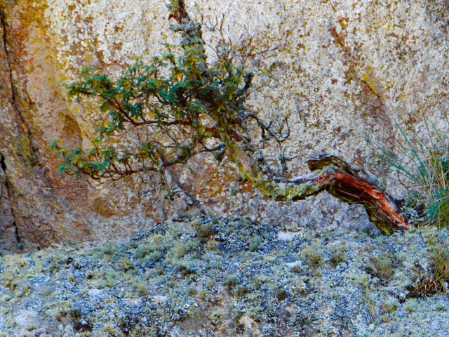 The Evolution of Global Bonsai Exhibitions