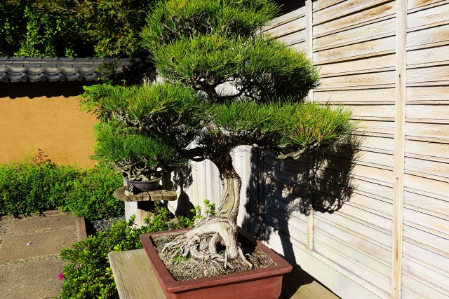 Inspiring Creativity and Beauty: Global Bonsai Exhibitions