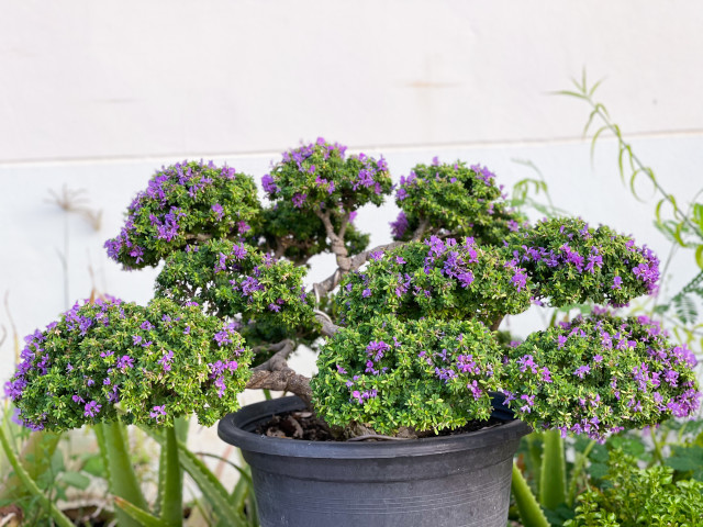 Selecting the Perfect Bonsai Tree: A Step-by-Step Guide
