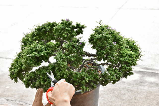 Pruning and Trimming Techniques for Bonsai Trees