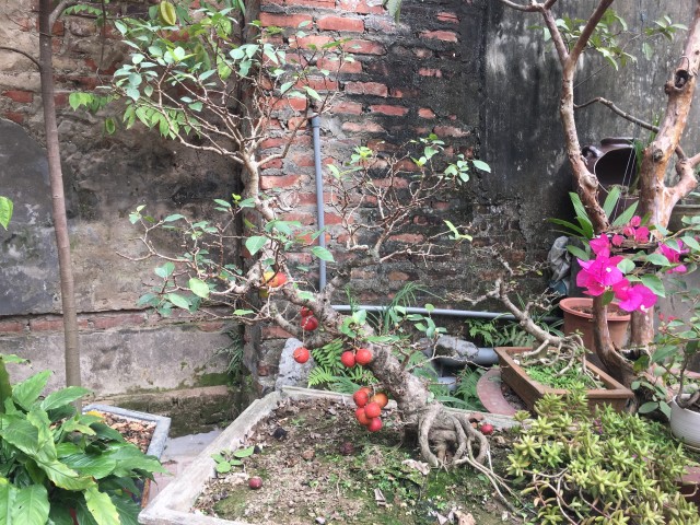 How Often Should I Repot Bonsai Tree?