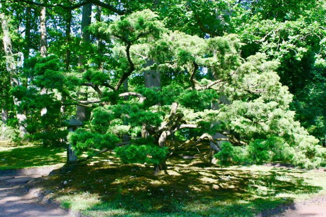 Bonsai Trees: A Sustainable and Eco-Friendly Gardening Option,