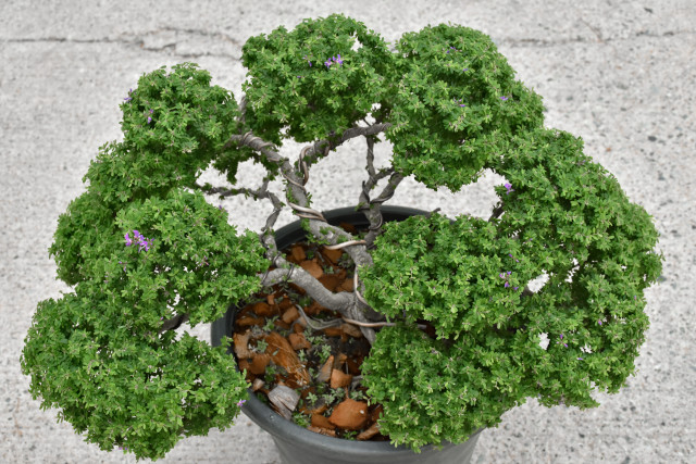 Seasonal Bonsai Care Guide: Spring to Winter
