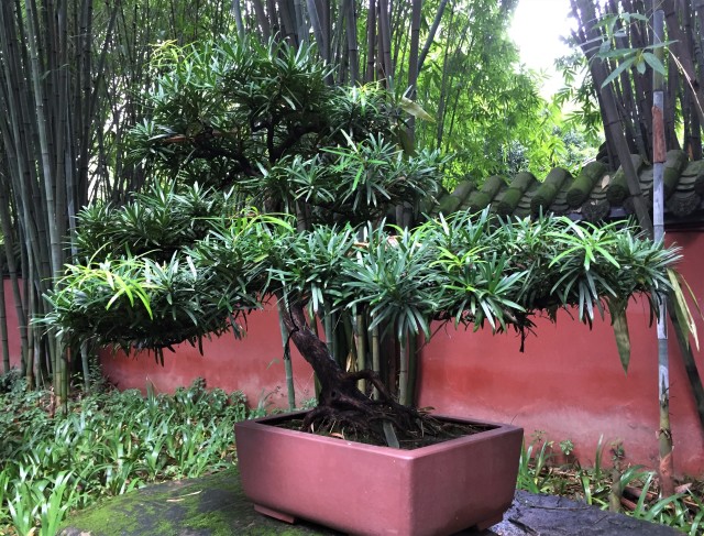 Indoor vs Outdoor Bonsai Trees: Which Is Right