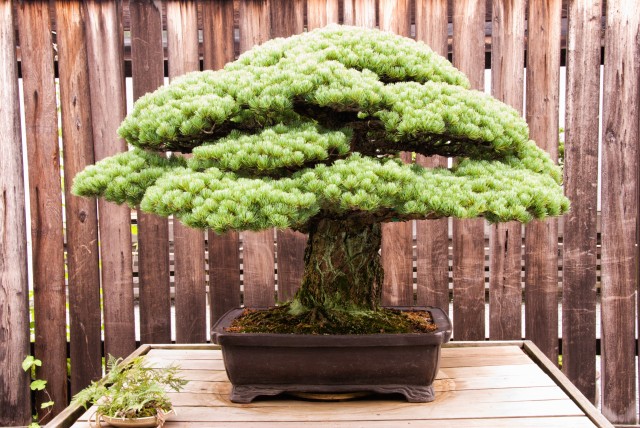 Fertilizing Bonsai: Tips for Healthy Growth
