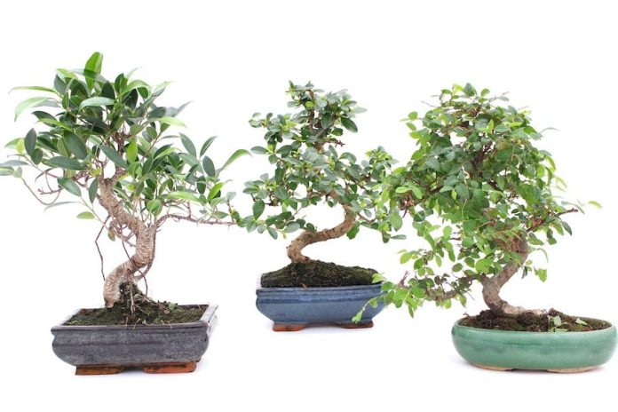 Indoor vs Outdoor Bonsai Trees