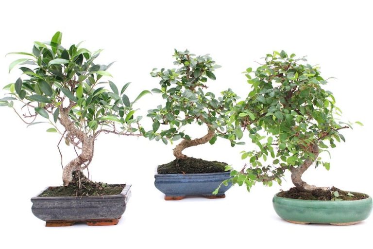 Indoor vs Outdoor Bonsai Trees: Which One Should You Buy?