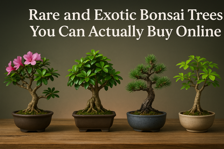 Rare and Exotic Bonsai Trees To Buy Online