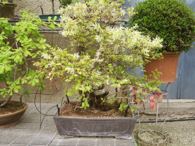 Where to Buy the Perfect Bonsai Tree: A Beginner’s Guide