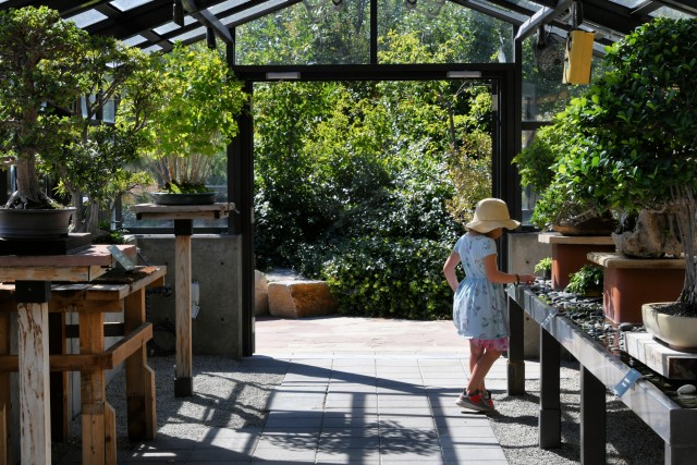 Affordable Bonsai Trees for Sale Without Compromising Quality
