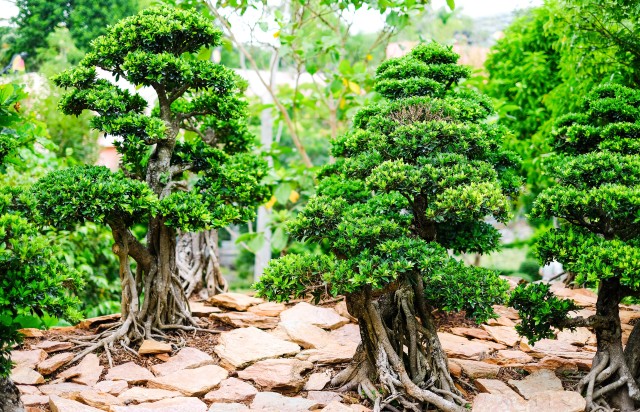 Affordable Bonsai Trees