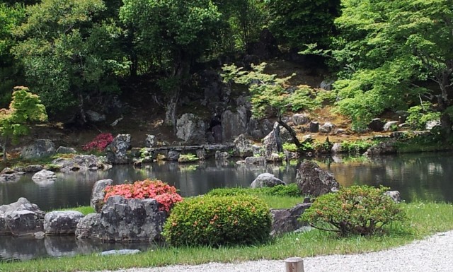 Watering Bonsai Trees: How Often & What to Do for Best Results